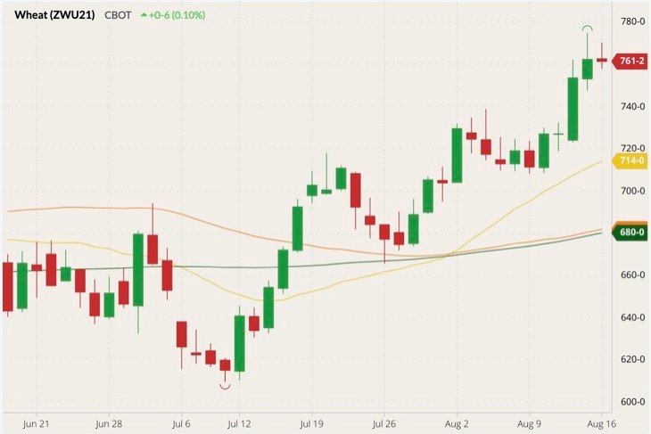 CBOT September 2021 wheat (candlesticks) with 20-, 50- and 100-day moving averages (yellow, orange and green lines). (Barchart)
