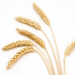 Since 2013, the University of Alberta’s wheat-breeding program has developed 14 new wheat varieties for western Canadian farmers.