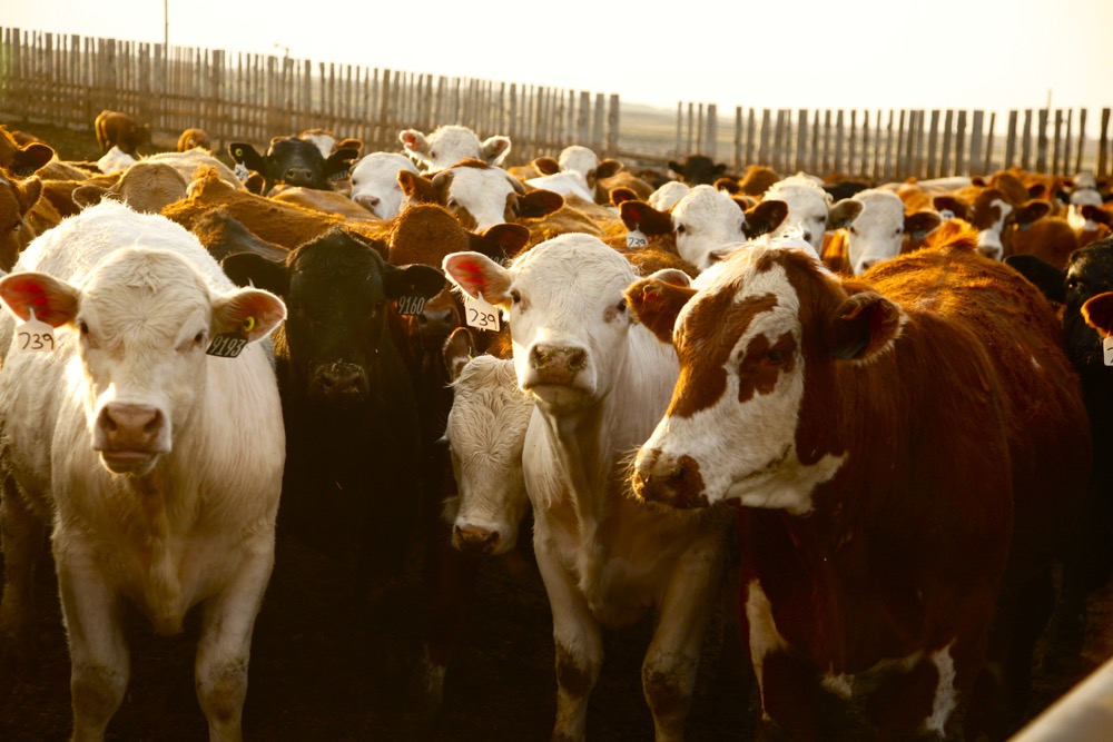 Photo: Canada Beef Inc.

