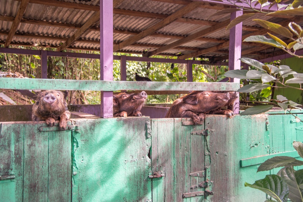 File photo of hogs in an outdoor pen on St. Croix in the U.S. Virgin Islands. (EAGiven/iStock/Getty Images)
