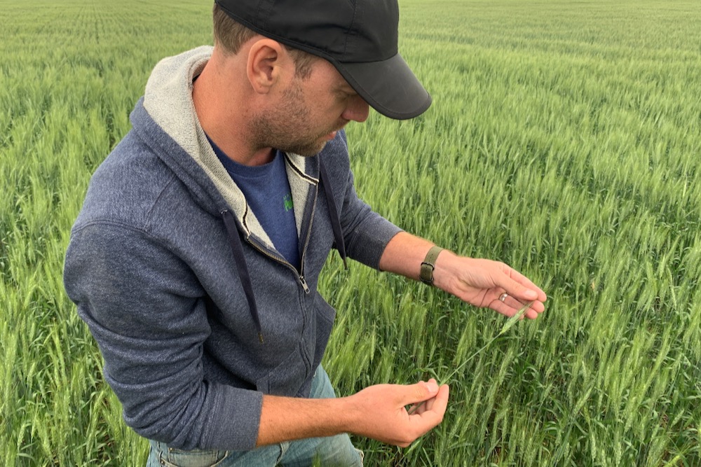 Farmer and Grainews columnist Toban Dyck inspects wheat on July 6, 2021 near Winkler, Man., where hot and dry weather has led to thin, uneven stands. (Photo: Reuters/Rod Nickel)
