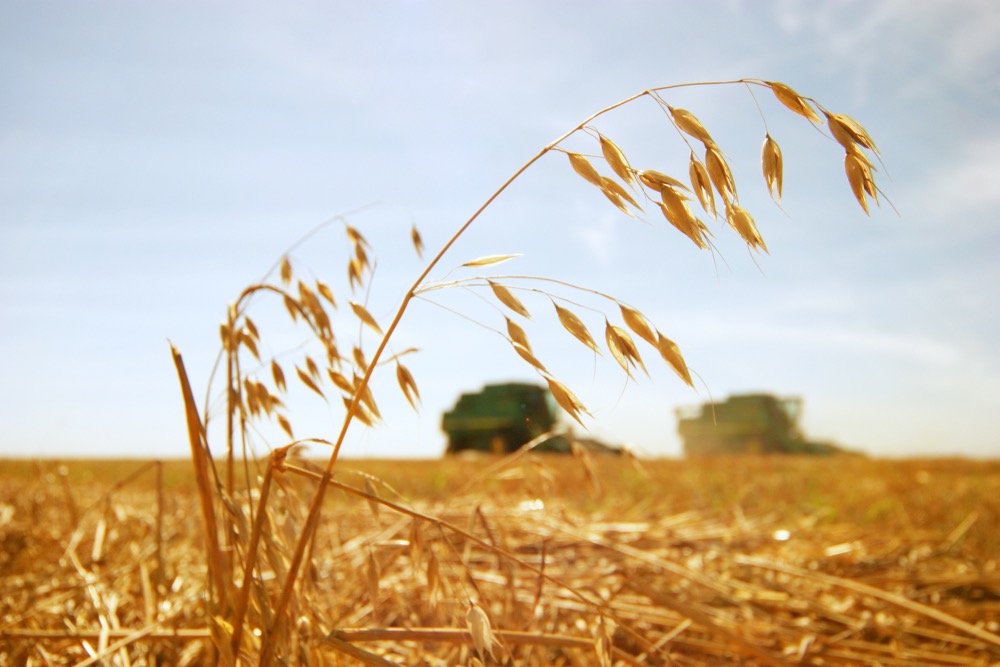 A recent crop report for Manitoba indicates harvest yields so far this year vary from less than half of normal to normal.