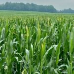 A corn crop near London, Ont. in July 2021. Relatively good yields down east may lead to more Prairie livestock feeders “jumping on the corn bandwagon.” (Farmtario photo by John Greig)