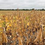 A soybean crop at Headingley, Man. on Sept. 2, 2021. StatsCan’s latest estimates project drought-hit Manitoba’s soybean production to drop by 22.2 per cent from 2021, while Canada’s soybean harvest overall is expected down 7.4 per cent on the year. (Dave Bedard photo)
