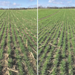The difference in wheat stands is evident with the Sunflower drill (no down-force) (right) compared to the wheat sown using the SeederForce system (left).