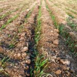 File photo of emerging durum south of Griffin, Sask. on May 31, 2019. (Leeann Minogue photo)