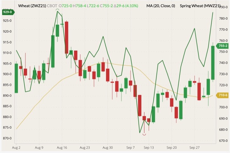 CBOT December 2021 wheat (candlesticks) with 20-day moving average (yellow line) and MGEX December 2021 spring wheat (dark green line, left column). (Barchart)
