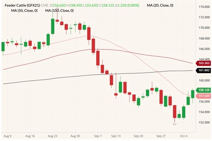 CME November 2021 feeder cattle (candlesticks) with 20-, 50- and 100-day moving averages (pink, dark red and black lines). (Barchart)
