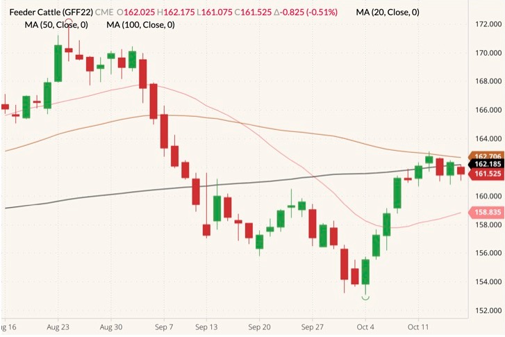 CME January 2022 feeder cattle (candlesticks) with 20-, 50- and 100-day moving averages (pink, brown and black lines). (Barchart)
