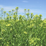 It’s a crop with so much going for it. Camelina has a sought-after oil profile, it breaks up disease and insect cycles, plus it spreads the producer’s workload too.