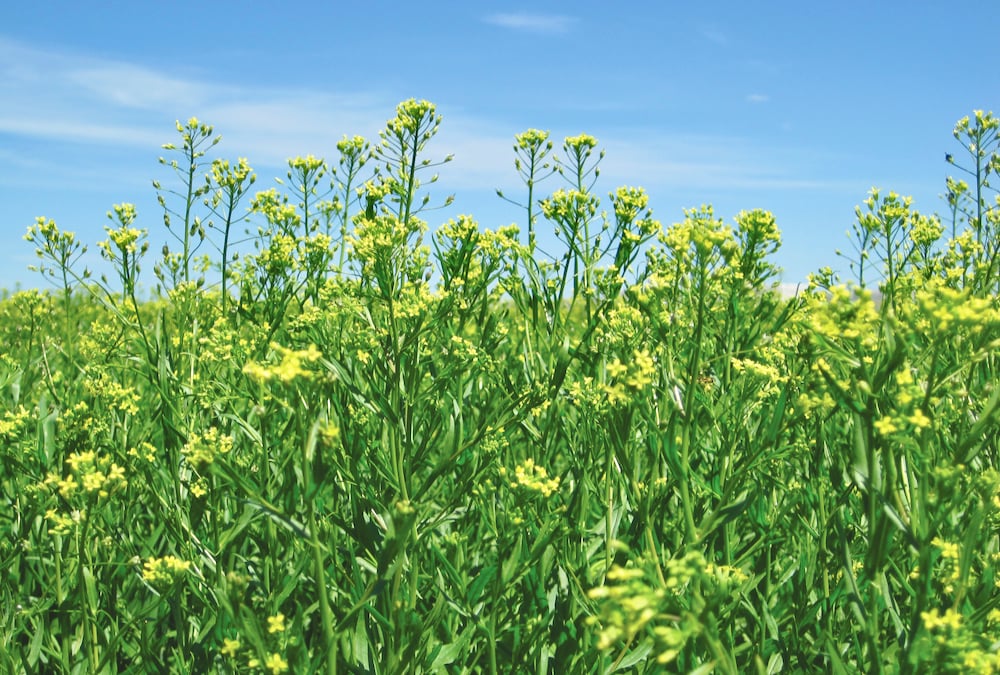 It’s a crop with so much going for it. Camelina has a sought-after oil profile, it breaks up disease and insect cycles, plus it spreads the producer’s workload too.