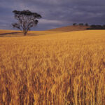 Over the last decade Canadian pension funds have been highly active in Australia.