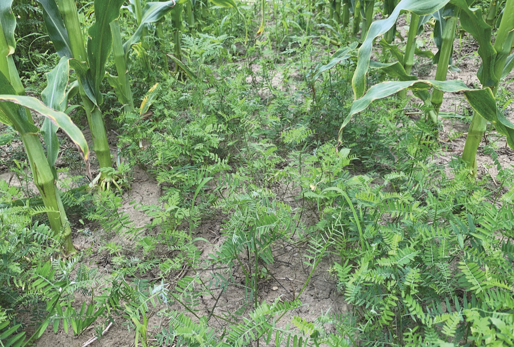 FIGURE 1: Tufted vetch growth at six weeks after an application of glyphosate.