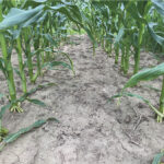 FIGURE 2: Complete top growth control of tufted vetch was achieved at six weeks after application with Marksman, Acuron and Lontrel XC.