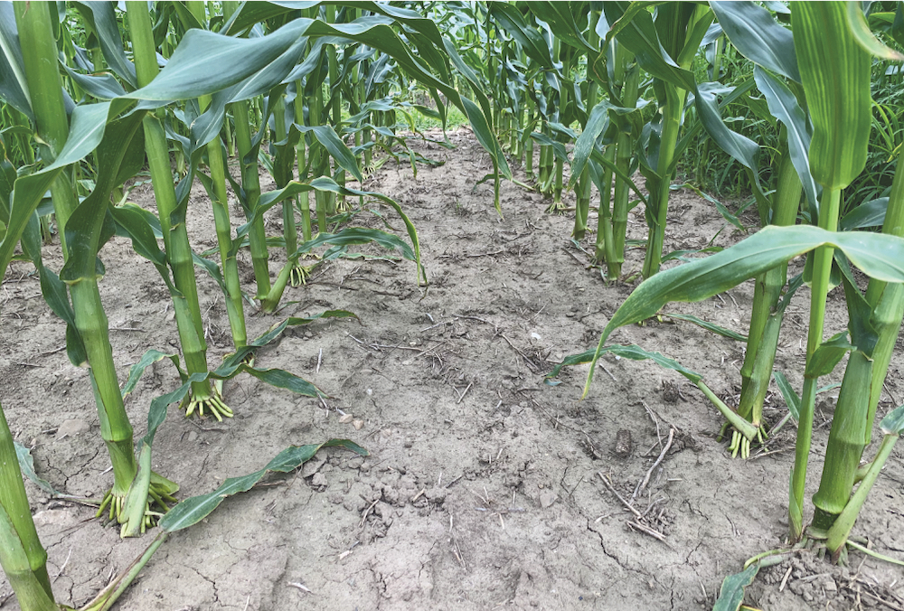 FIGURE 2: Complete top growth control of tufted vetch was achieved at six weeks after application with Marksman, Acuron and Lontrel XC.