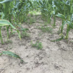 FIGURE 3: Top growth was suppressed at six weeks after a post emergent application of Laudis + Aatrex 480.