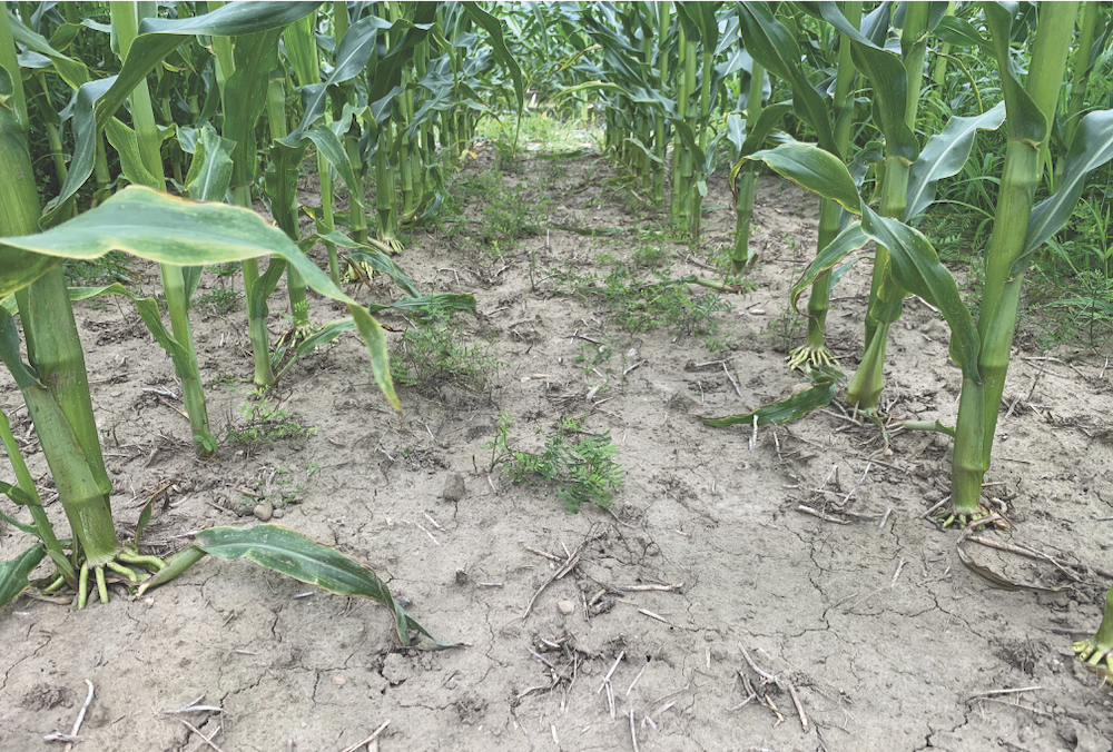 FIGURE 3: Top growth was suppressed at six weeks after a post emergent application of Laudis + Aatrex 480.