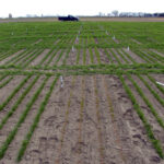 Early-spring condition of fall-seeded AC Barrie (centre foreground) with cold-tolerant spring wheat (directly behind AC Barrie) and surrounded by winter wheat experimental lines.