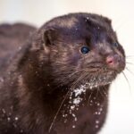 File photo of a farmed mink. (Konstantin Sokolov/iStock/Getty Images)
