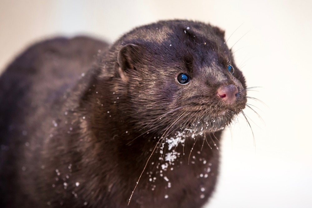 File photo of a farmed mink. (Konstantin Sokolov/iStock/Getty Images)
