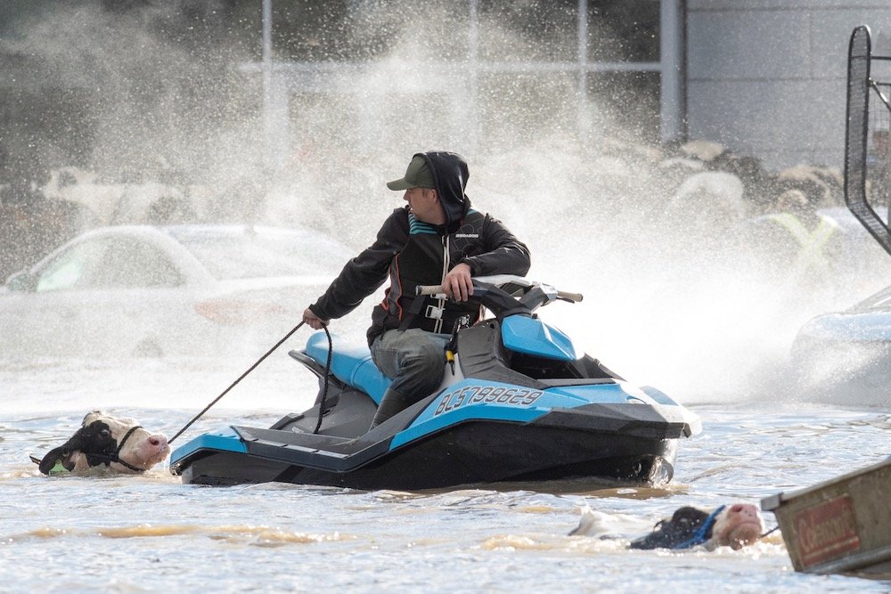 Cows that were stranded in a flooded barn at Abbotsford, B.C. are rescued on Nov. 16, 2021 by people in boats and on a jet-ski after rainstorms lashed the province, triggering landslides and floods and shutting highways. (Photo: Jennifer Gauthier/Reuters)
