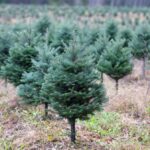 Ten-year-old Balsam fir trees on Nov. 12, 2021 at Downey Tree Farm and Nursery at Hatley, Que., about 30 km south of Sherbrooke. (File photo: Reuters/Christinne Muschi)