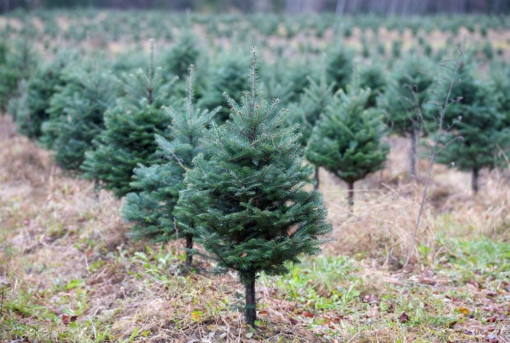 Ten-year-old Balsam fir trees on Nov. 12, 2021 at Downey Tree Farm and Nursery at Hatley, Que., about 30 km south of Sherbrooke. (File photo: Reuters/Christinne Muschi)
