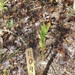 Figure 2: Excellent poison ivy control was achieved with all treatments. Note the brown (necrotic) poison ivy carcasses amongst the native vegetation that was along the woodlot of the trial site.