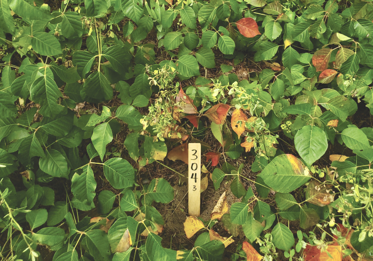 Figure 3: An unsprayed plot area that demonstrates the density of poison ivy at this site.