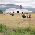 File photo of a dairy operation in B.C.’s Fraser Valley. (Modfos/iStock/Getty Images)