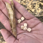 Seed multiplication will continue in 2022, with a goal of crop commercialization in 2023.