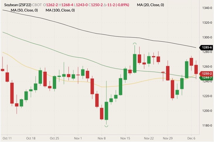 CBOT January 2022 soybeans (candlesticks) with 20-, 50- and 100-day moving averages (yellow, green and black lines). (Barchart)
