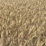 OAC Constellation, A new Canadian eastern soft red wheat (CESRW).