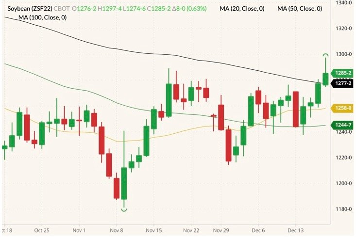 CBOT January 2022 soybeans (candlesticks) with 20-, 50- and 100-day moving averages (yellow, dark green and black lines). (Barchart)
