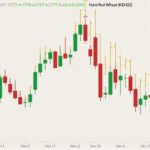 CBOT March 2022 wheat (candlesticks) with K.C. March 2022 wheat (yellow O/H/L/C). (Barchart)