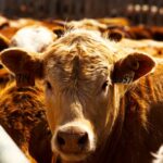 Photo: Canada Beef Inc.