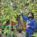 Jewel Gomes, an agronomist from the Philippines, experiments with plants from around the world in backyard trials.