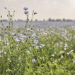 Making flax harvest a little smoother