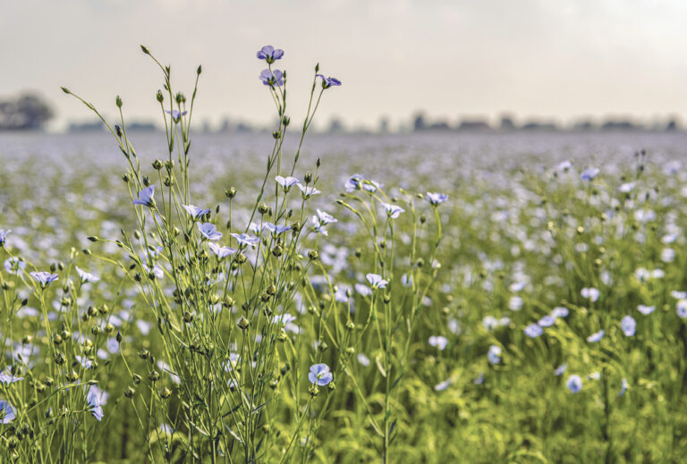 Making flax harvest a little smoother Country Guide