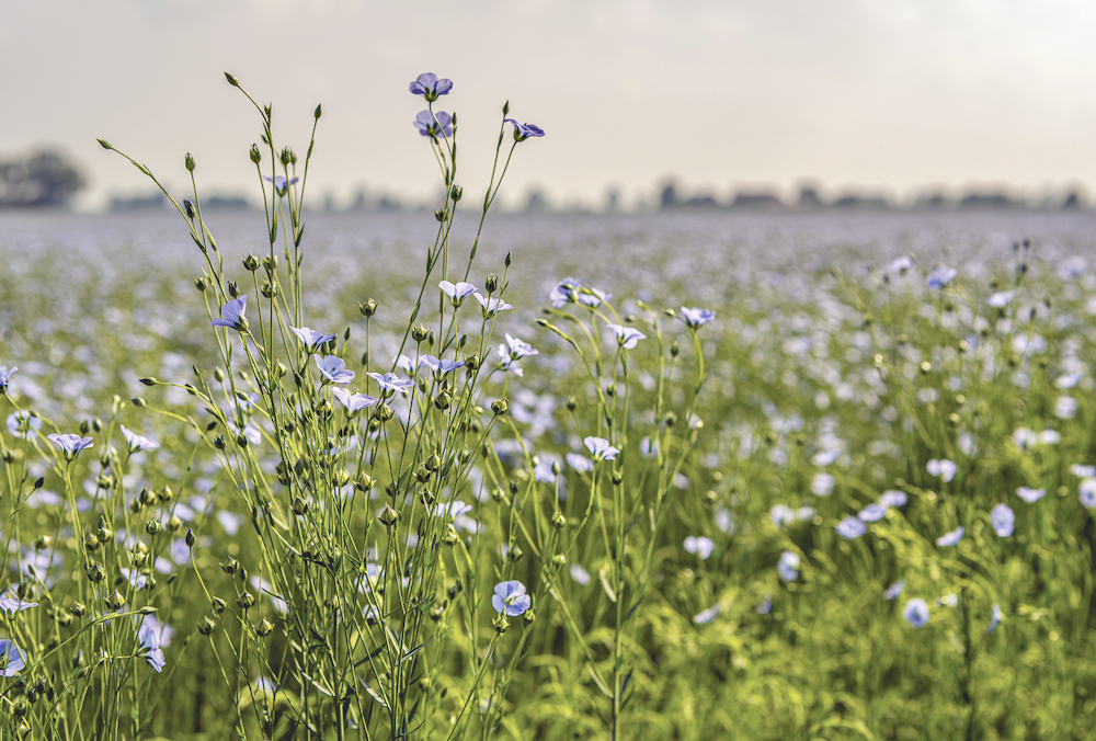 Making flax harvest a little smoother