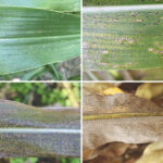 The progression of tar spot in a corn field can occur quickly, making scouting an important management tool.