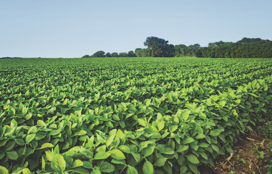 Resistant waterhemp devastates soybean yields