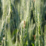 Grasshoppers chowing down at the edge of a wheat field in Manitoba in 2019. Farmers are likely the best judges of pest problems in each of their fields. They make multiple passes across them every year and likely have a better understanding of problems than could be achieved by a once-over scouting by a pesticide salesperson.