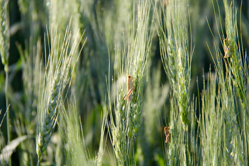 Grasshoppers chowing down at the edge of a wheat field in Manitoba in 2019. Farmers are likely the best judges of pest problems in each of their fields. They make multiple passes across them every year and likely have a better understanding of problems than could be achieved by a once-over scouting by a pesticide salesperson.