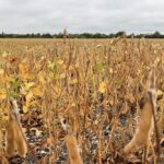 A soybean crop at Headingley, Man. on Sept. 2, 2021. (Dave Bedard photo)