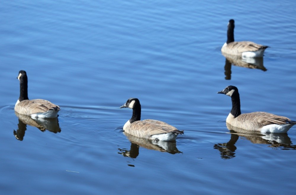 File photo of Canada geese in a park in Nova Scotia. (Andyqwe/iStock/Getty Images)
