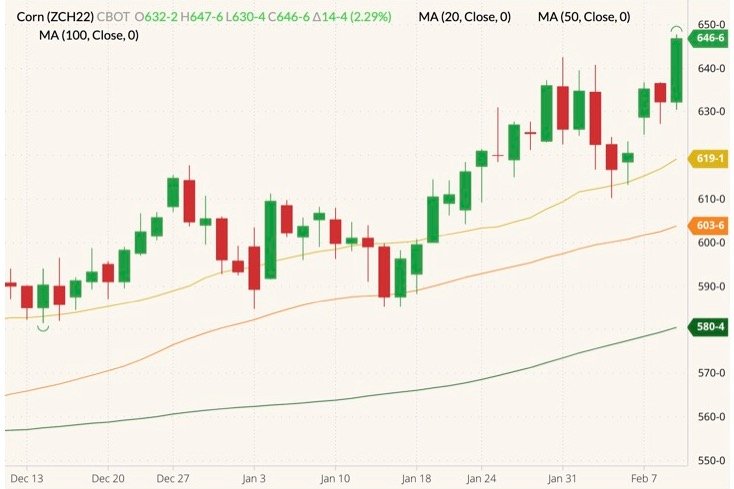 CBOT March 2022 corn (candlesticks) with 20-, 50- and 100-day moving averages (yellow, orange and dark green lines). (Barchart)
