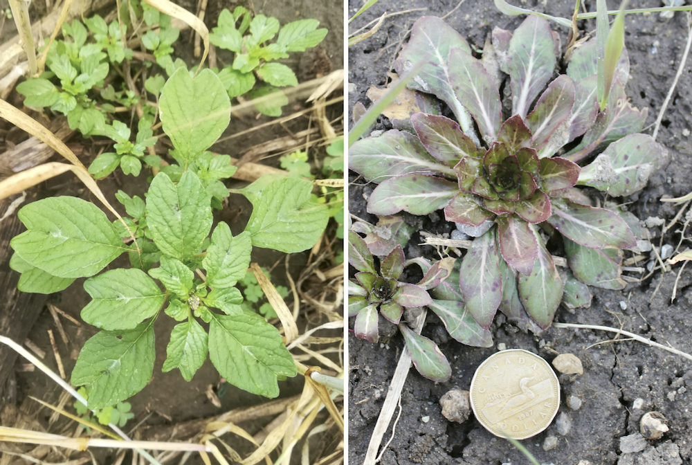 Figure 1 (left): A seedling plant with the distinctive cleft at the lip of the leaf blade. Figure 2 (right): A basal rosette of yellow evening primrose in early April.