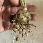 FIGURE 2: The primary bulb of Star of Bethlehem along with several smaller and easily detached bulbs that will create new seedlings.