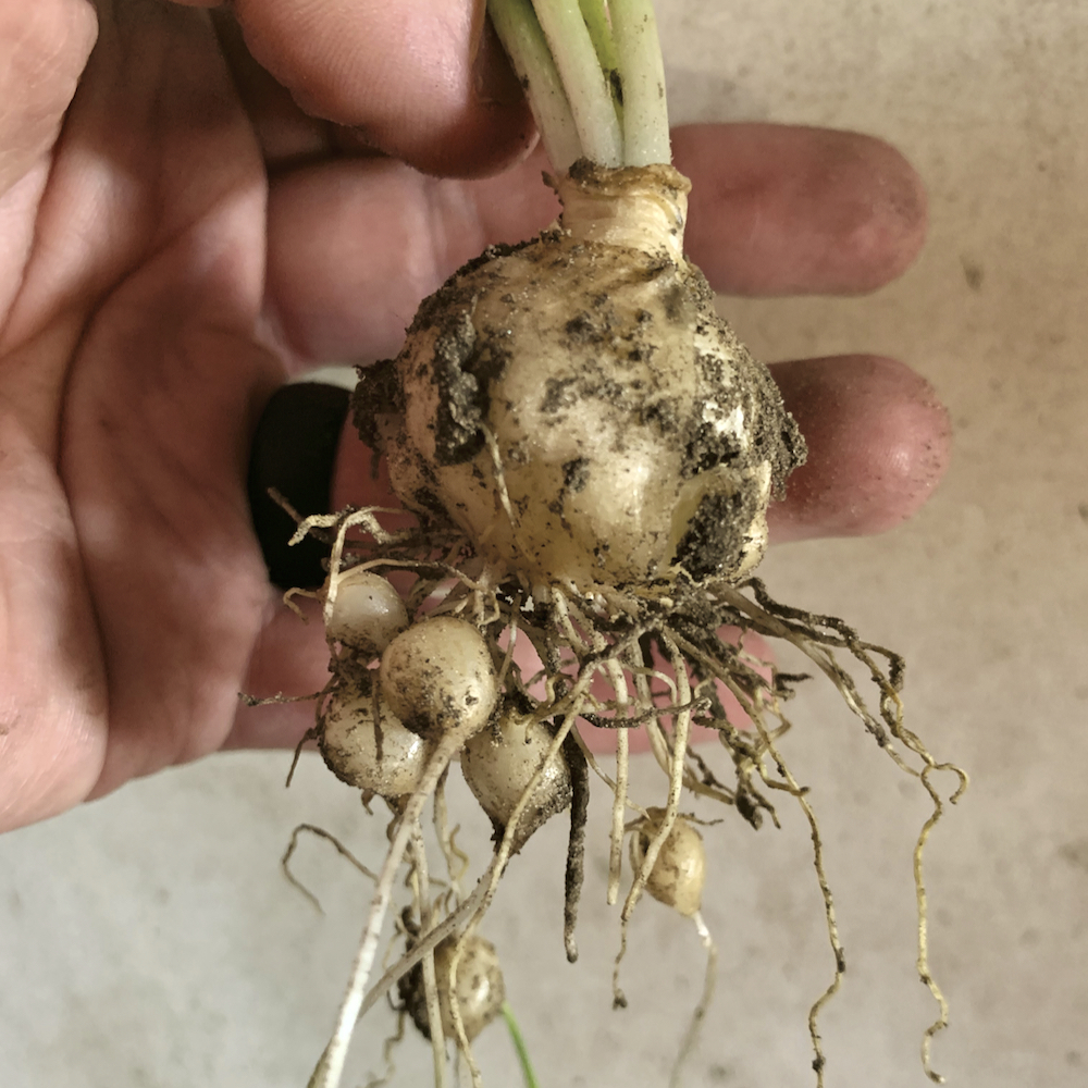 FIGURE 2: The primary bulb of Star of Bethlehem along with several smaller and easily detached bulbs that will create new seedlings.